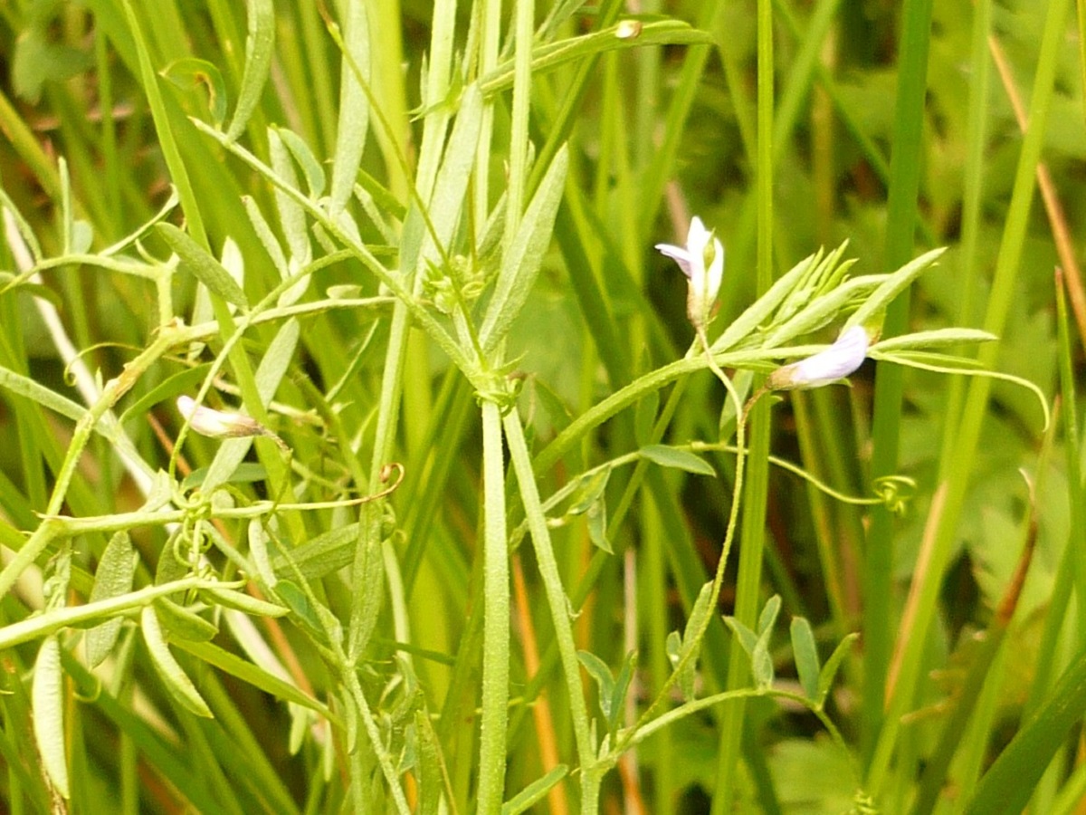 Ervum tetraspermum (Fabaceae)
